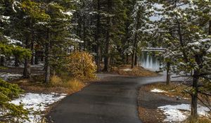 Preview wallpaper path, trees, spruce, snow, snowy