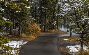 Preview wallpaper path, trees, spruce, snow, snowy