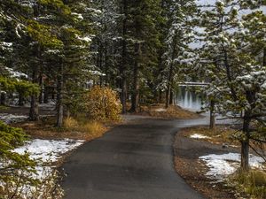 Preview wallpaper path, trees, spruce, snow, snowy