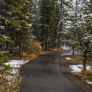 Preview wallpaper path, trees, spruce, snow, snowy