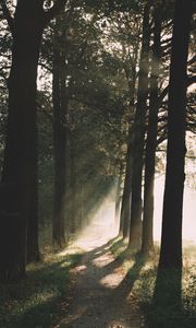 Preview wallpaper path, trees, sunlight, nature, morning