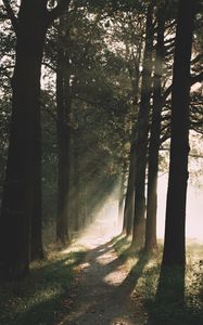 Preview wallpaper path, trees, sunlight, nature, morning