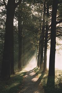 Preview wallpaper path, trees, sunlight, nature, morning