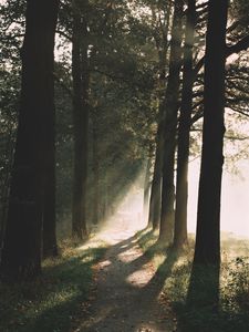 Preview wallpaper path, trees, sunlight, nature, morning