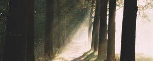 Preview wallpaper path, trees, sunlight, nature, morning