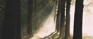 Preview wallpaper path, trees, sunlight, nature, morning
