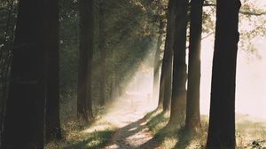 Preview wallpaper path, trees, sunlight, nature, morning