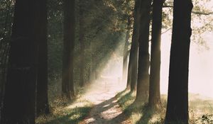 Preview wallpaper path, trees, sunlight, nature, morning