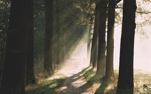 Preview wallpaper path, trees, sunlight, nature, morning