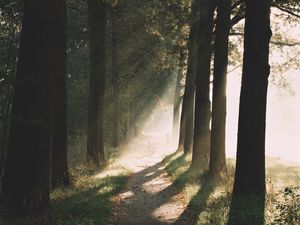 Preview wallpaper path, trees, sunlight, nature, morning