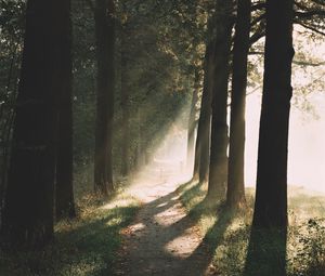 Preview wallpaper path, trees, sunlight, nature, morning