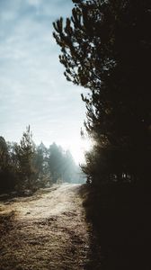 Preview wallpaper path, trees, sunlight, forest, nature