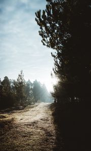 Preview wallpaper path, trees, sunlight, forest, nature