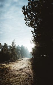 Preview wallpaper path, trees, sunlight, forest, nature