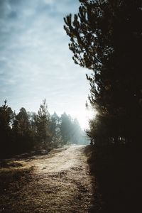 Preview wallpaper path, trees, sunlight, forest, nature