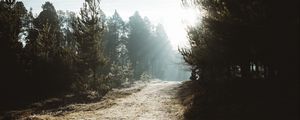 Preview wallpaper path, trees, sunlight, forest, nature