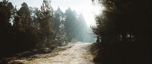 Preview wallpaper path, trees, sunlight, forest, nature