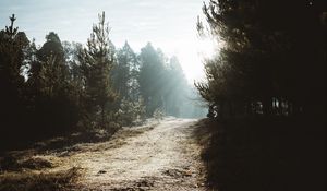 Preview wallpaper path, trees, sunlight, forest, nature