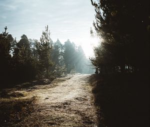 Preview wallpaper path, trees, sunlight, forest, nature