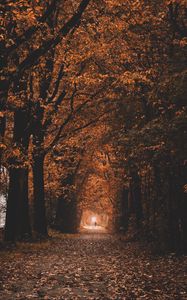 Preview wallpaper path, trees, tunnel, autumn, nature