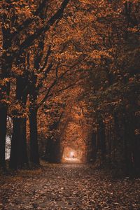 Preview wallpaper path, trees, tunnel, autumn, nature