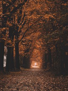 Preview wallpaper path, trees, tunnel, autumn, nature