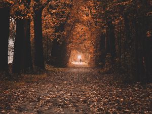 Preview wallpaper path, trees, tunnel, autumn, nature