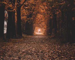 Preview wallpaper path, trees, tunnel, autumn, nature