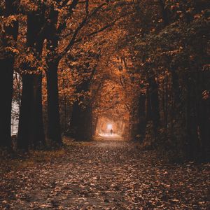 Preview wallpaper path, trees, tunnel, autumn, nature