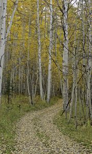 Preview wallpaper path, turn, leaves, trees, autumn