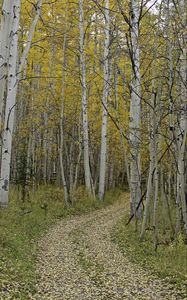 Preview wallpaper path, turn, leaves, trees, autumn