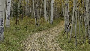 Preview wallpaper path, turn, leaves, trees, autumn