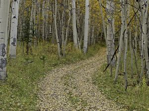 Preview wallpaper path, turn, leaves, trees, autumn