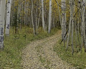 Preview wallpaper path, turn, leaves, trees, autumn