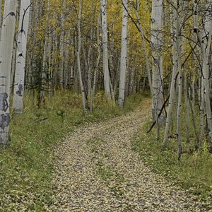 Preview wallpaper path, turn, leaves, trees, autumn