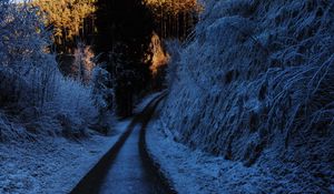 Preview wallpaper path, turn, winter, forest, trees