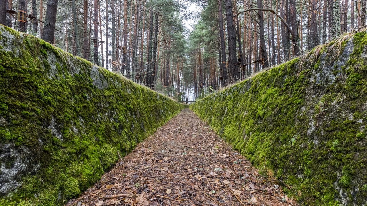 Wallpaper path, walls, moss, trees, forest