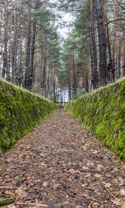 Preview wallpaper path, walls, moss, trees, forest