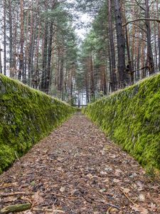 Preview wallpaper path, walls, moss, trees, forest