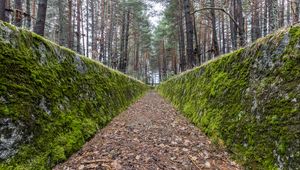 Preview wallpaper path, walls, moss, trees, forest