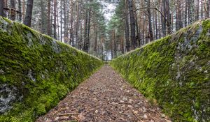Preview wallpaper path, walls, moss, trees, forest
