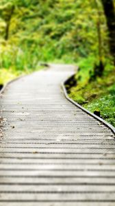 Preview wallpaper path, wood, grass, vegetation, strips