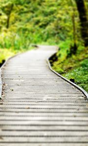 Preview wallpaper path, wood, grass, vegetation, strips