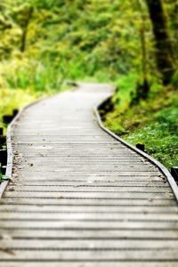 Preview wallpaper path, wood, grass, vegetation, strips