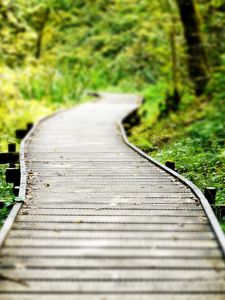 Preview wallpaper path, wood, grass, vegetation, strips