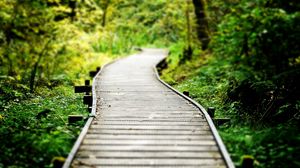 Preview wallpaper path, wood, grass, vegetation, strips