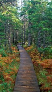 Preview wallpaper path, wood, trees, fern