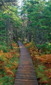 Preview wallpaper path, wood, trees, fern