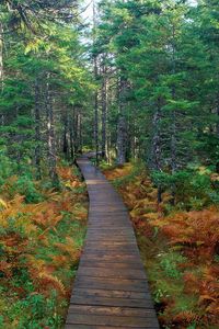 Preview wallpaper path, wood, trees, fern