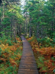 Preview wallpaper path, wood, trees, fern